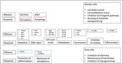 TP53 Mutations in Acute Myeloid Leukemia: Still a Daunting Challenge?